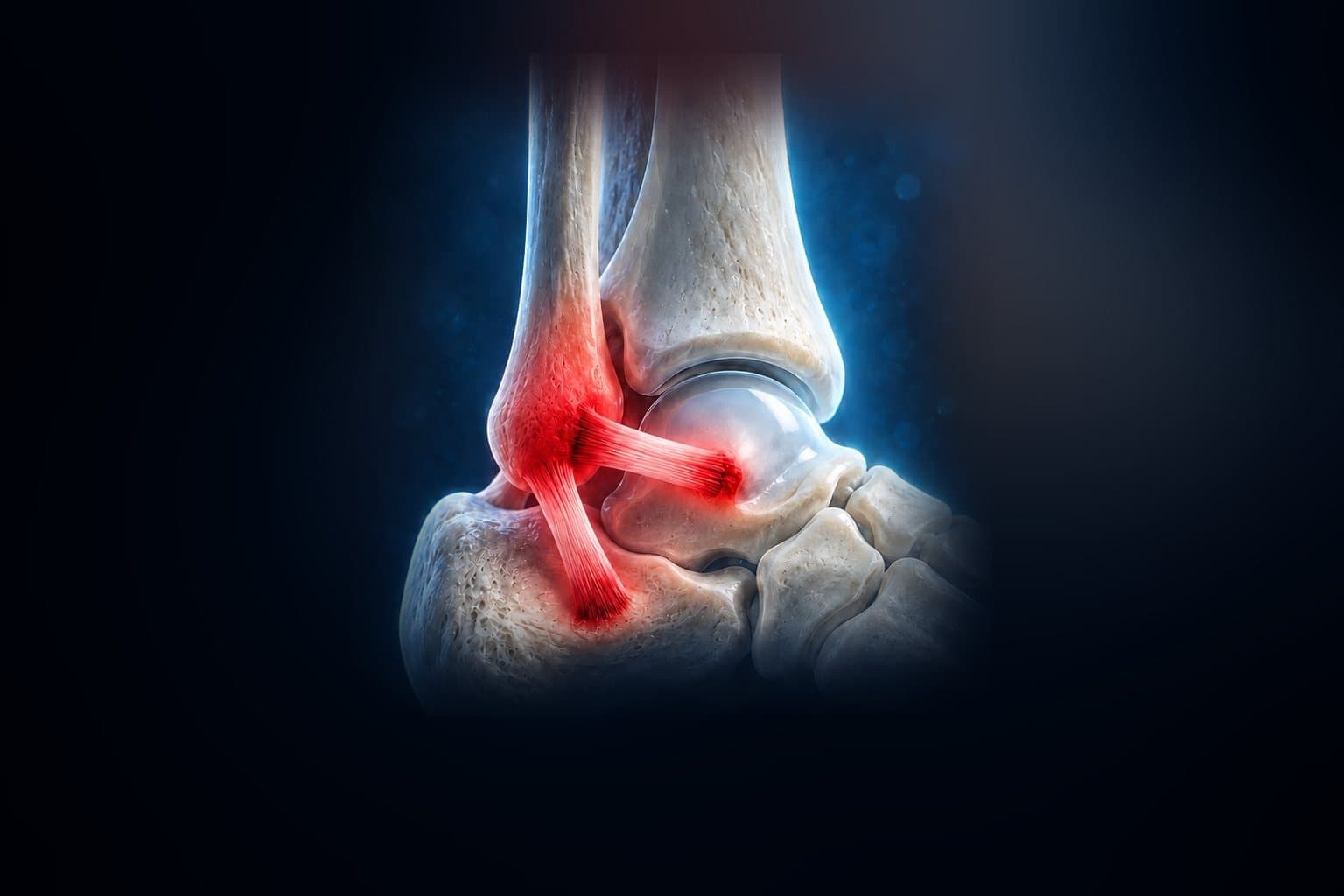 Illustration of the ankle and midfoot